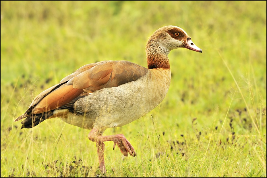  Gęś egipska Zwierzęta Nikon D300 Sigma APO 500mm f/4.5 DG/HSM Tanzania 0 ptak ekosystem fauna kaczki gęsi i łabędzie gęś wodny ptak kaczka dziób dzikiej przyrody trawa