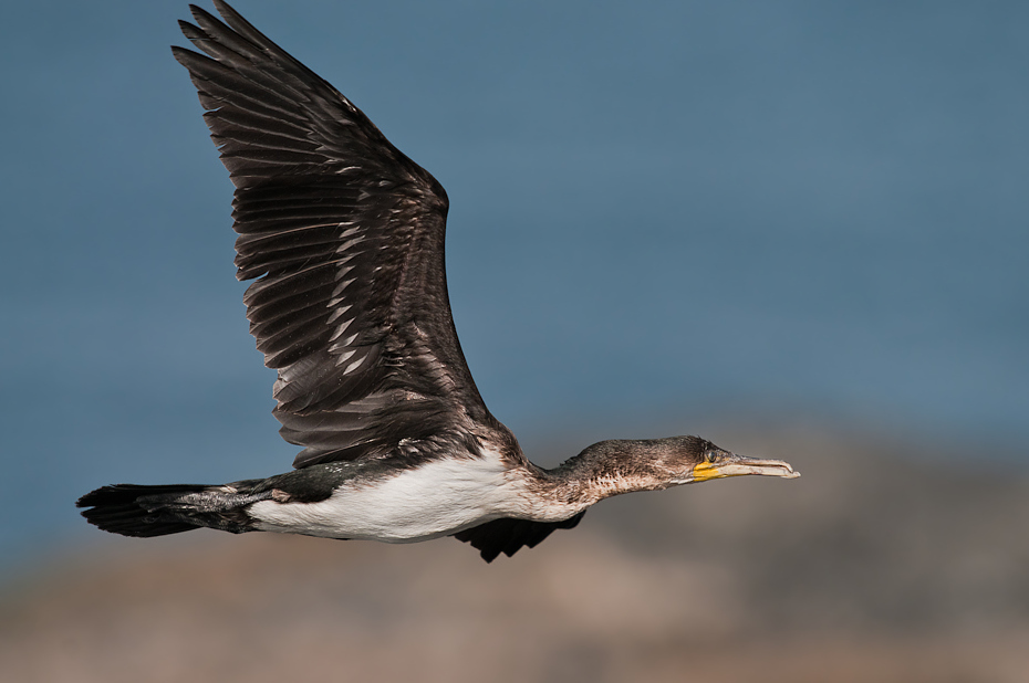  Kormoran Senegal Nikon D300 Sigma APO 500mm f/4.5 DG/HSM Budapeszt Bamako 0 ptak dziób fauna dzikiej przyrody kormoran skrzydło ptak morski shorebird suliformes niebo