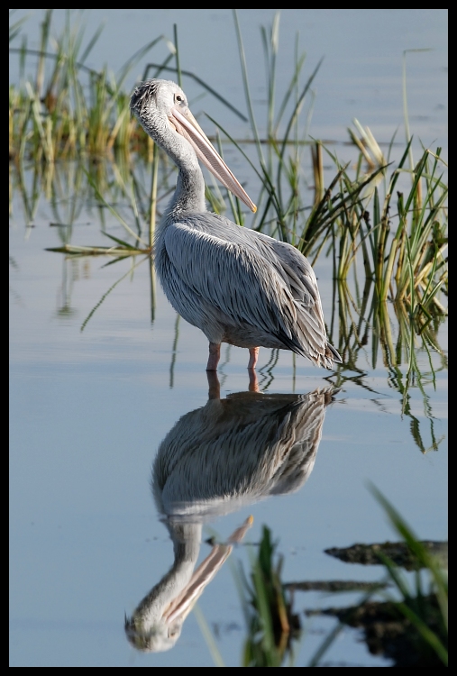  Pelikan Ptaki pelikan rózowy ptaki Nikon D200 Sigma APO 500mm f/4.5 DG/HSM Kenia 0 ptak dziób fauna ptak morski woda pelecaniformes pióro dzikiej przyrody skrzydło