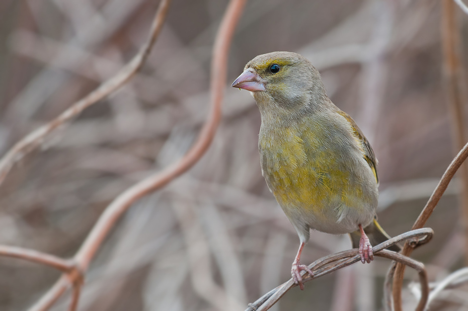  Dzwoniec Ptaki Nikon D300 Sigma APO 500mm f/4.5 DG/HSM Zwierzęta ptak dziób fauna zięba wróbel dzikiej przyrody Emberizidae ptak przysiadujący pióro organizm