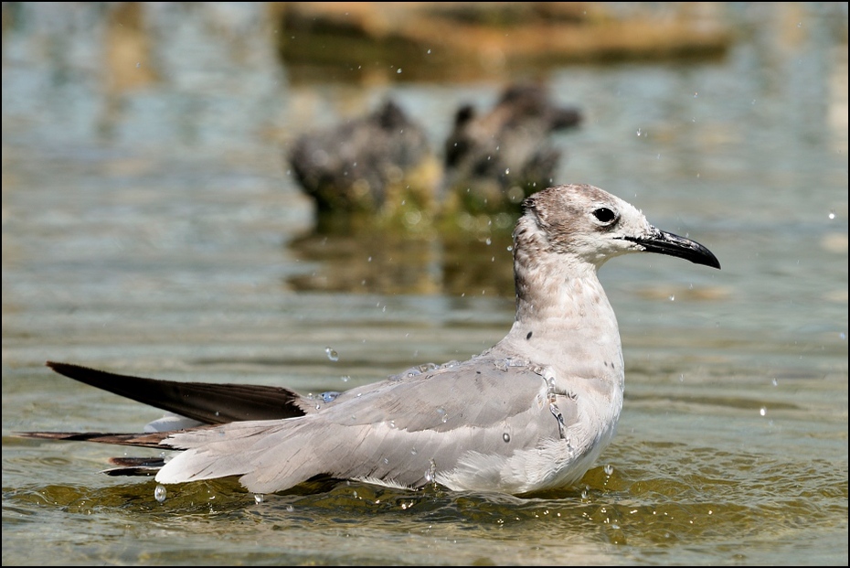  Mewa czarnogłowa juv. Ptaki Nikon D300 Sigma APO 500mm f/4.5 DG/HSM USA, Floryda 0 ptak fauna ptak morski woda frajer dziób dzikiej przyrody charadriiformes pióro shorebird