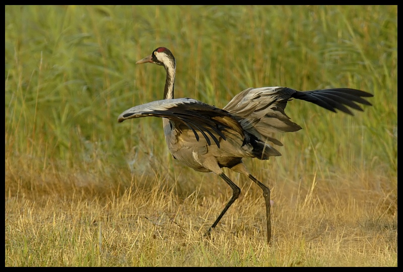  Żuraw Ptaki ptaki, żuraw Nikon D70 Sigma APO 100-300mm f/4 HSM Zwierzęta ptak ekosystem fauna żuraw jak ptak dzikiej przyrody dźwig dziób ecoregion łąka trawa