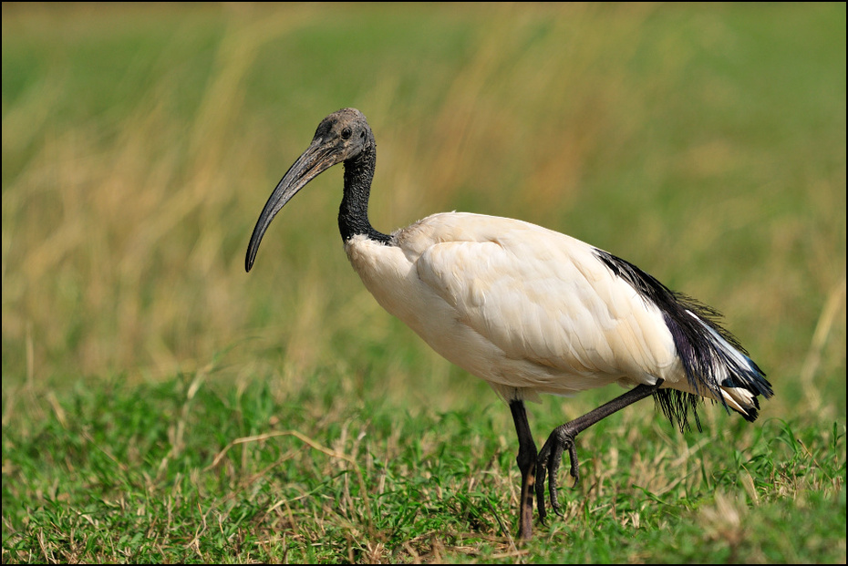  Ibis czczony Ptaki Nikon D300 Sigma APO 500mm f/4.5 DG/HSM Kenia 0 ptak ibis fauna dziób dzikiej przyrody żuraw jak ptak Ciconiiformes bocian dźwig trawa