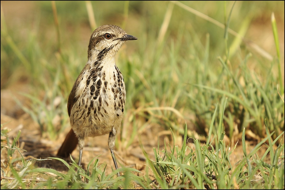  Palmodrozd plamisty Ptaki Nikon D300 Sigma APO 500mm f/4.5 DG/HSM Tanzania 0 ptak ekosystem fauna dziób dzikiej przyrody łąka trawa zwierzę lądowe ecoregion skowronek