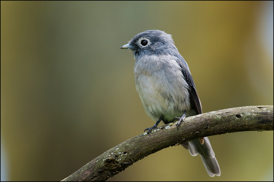  Mucharka białooka Ptaki Nikon D300 Sigma APO 500mm f/4.5 DG/HSM Kenia 0 ptak dziób fauna dzikiej przyrody pióro flycatcher starego świata ścieśniać skrzydło Emberizidae organizm