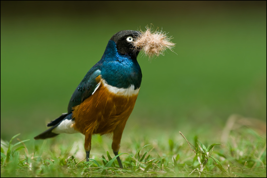  Błyszczak rudobrzuchy Ptaki Nikon D300 Sigma APO 500mm f/4.5 DG/HSM Kenia 0 ptak fauna dziób dzikiej przyrody organizm trawa flycatcher starego świata