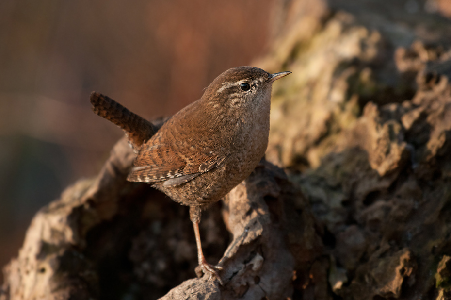  Strzyżyk Ptaki Nikon D300 Sigma APO 500mm f/4.5 DG/HSM Zwierzęta ptak strzyżyk fauna dziób dzikiej przyrody ptak przysiadujący organizm zwierzę lądowe flycatcher starego świata