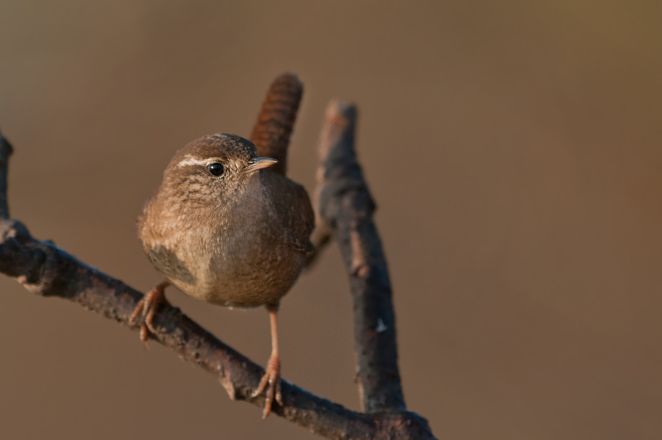  Strzyżyk Ptaki Nikon D300 Sigma APO 500mm f/4.5 DG/HSM Zwierzęta ptak dziób fauna strzyżyk wróbel dzikiej przyrody pióro ścieśniać ptak przysiadujący Wróbel