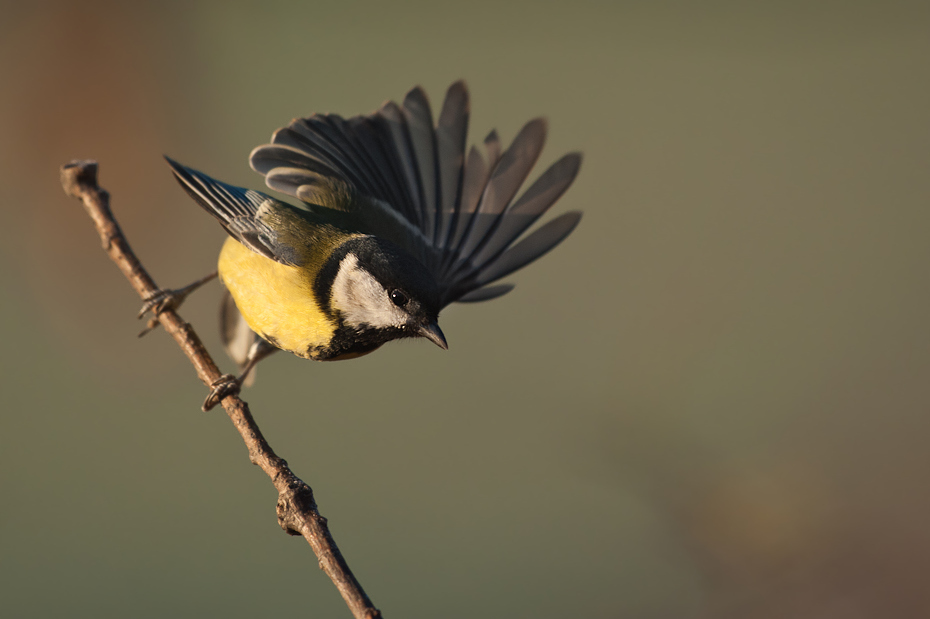  Sikorka bogatka Ptaki Nikon D700 Sigma APO 500mm f/4.5 DG/HSM Zwierzęta ptak fauna dziób dzikiej przyrody skrzydło pióro chickadee ptak przysiadujący Gałązka flycatcher starego świata