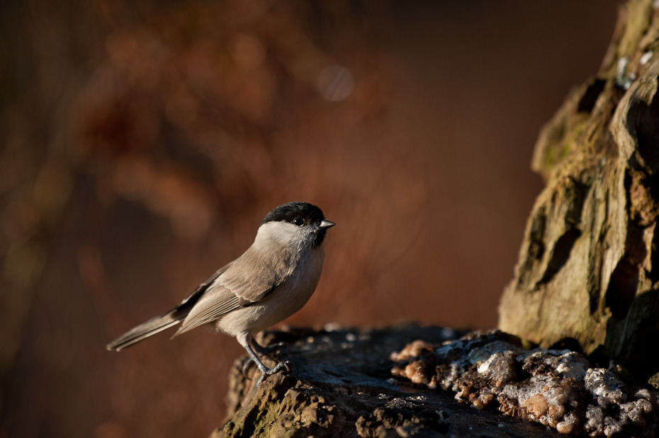  Sikorka uboga Ptaki Nikon D700 Sigma APO 500mm f/4.5 DG/HSM Zwierzęta ptak fauna dziób dzikiej przyrody organizm ptak przysiadujący flycatcher starego świata wróbel Emberizidae skrzydło