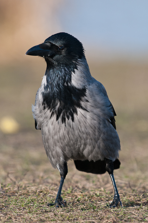  Wrona siwa Ptaki Nikon D300 Sigma APO 500mm f/4.5 DG/HSM Zwierzęta ptak Wrona jak ptak wrona fauna dziób amerykańska wrona pióro kruk wieża dzikiej przyrody