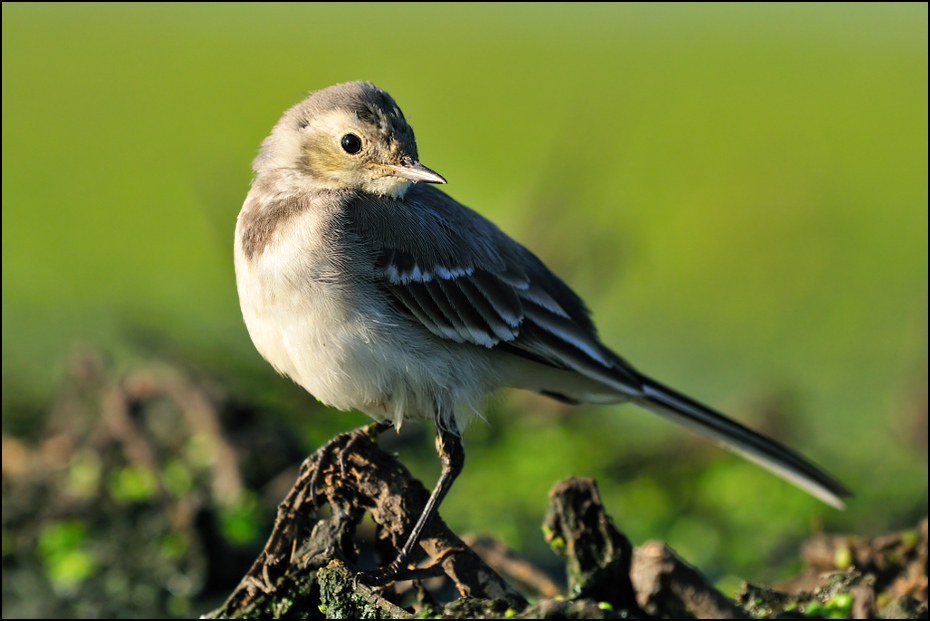  Pliszka siwa Ptaki Nikon D300 Sigma APO 500mm f/4.5 DG/HSM Zwierzęta ptak fauna dziób dzikiej przyrody flycatcher starego świata wróbel Emberizidae organizm ptak przysiadujący zięba