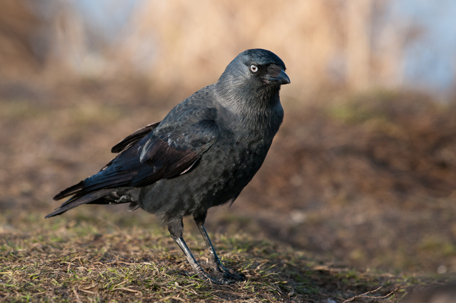  Kawka Ptaki Nikon D300 Sigma APO 500mm f/4.5 DG/HSM Zwierzęta ptak amerykańska wrona wrona fauna dziób Wrona jak ptak wieża organizm kruk dzikiej przyrody