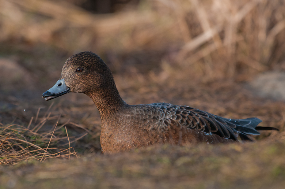  Świstun samica Ptaki Nikon D300 Sigma APO 500mm f/4.5 DG/HSM Zwierzęta ptak kaczka fauna dziób kaczki gęsi i łabędzie wodny ptak dzikiej przyrody ptactwo wodne krzyżówka organizm