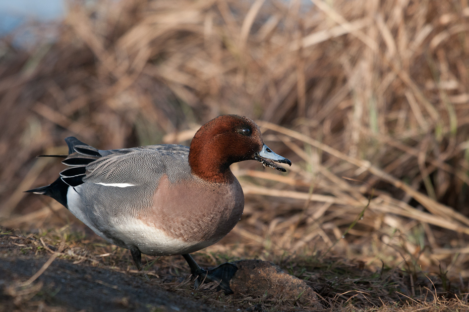  Świstun Ptaki Nikon D300 Sigma APO 500mm f/4.5 DG/HSM Zwierzęta ptak kaczka wodny ptak fauna kaczki gęsi i łabędzie dziób ptactwo wodne dzikiej przyrody gęś krzyżówka