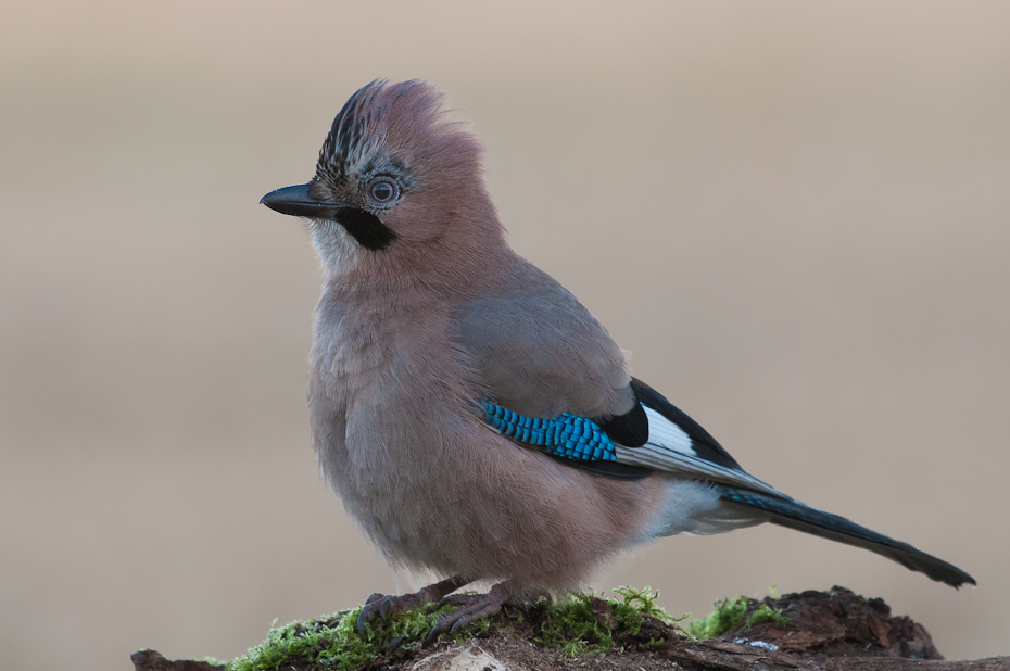  Sójka Ptaki Nikon D300 Sigma APO 500mm f/4.5 DG/HSM Zwierzęta ptak fauna sójka dziób dzikiej przyrody pióro modrosójka Błękitna ptak przysiadujący Wrona jak ptak skrzydło