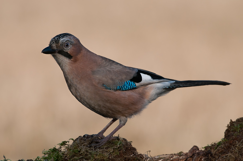  Sójka Ptaki Nikon D300 Sigma APO 500mm f/4.5 DG/HSM Zwierzęta ptak fauna dziób sójka dzikiej przyrody pióro Wrona jak ptak ptak przysiadujący skrzydło organizm