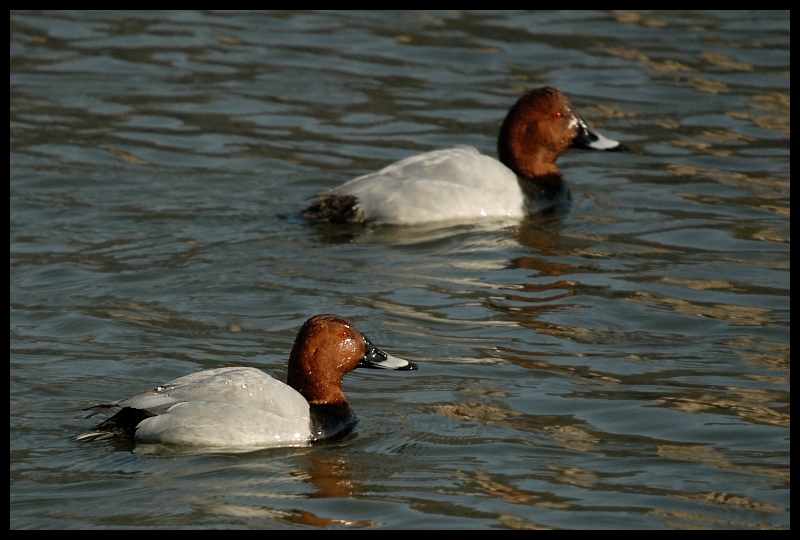  Głowienka Ptaki głowienka ptaki Nikon D200 Sigma APO 50-500mm f/4-6.3 HSM Zwierzęta ptak kaczka woda fauna wodny ptak kaczki gęsi i łabędzie dziób ptactwo wodne dzikiej przyrody gęś