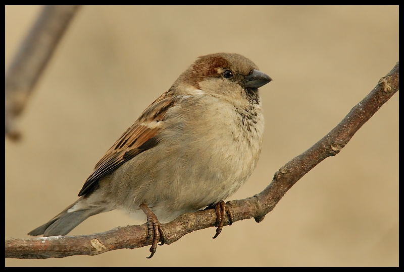  Wróbel Ptaki wróbel ptaki Nikon D200 Sigma APO 100-300mm f/4 HSM Zwierzęta ptak fauna dziób pióro zięba ptak przysiadujący oko ścieśniać