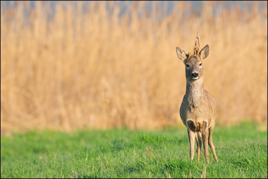  Koziołek Inne koziołek sarna kozioł Nikon D300 Sigma APO 500mm f/4.5 DG/HSM Zwierzęta dzikiej przyrody łąka jeleń fauna preria ekosystem ssak trawa Sarna z bialym ogonem