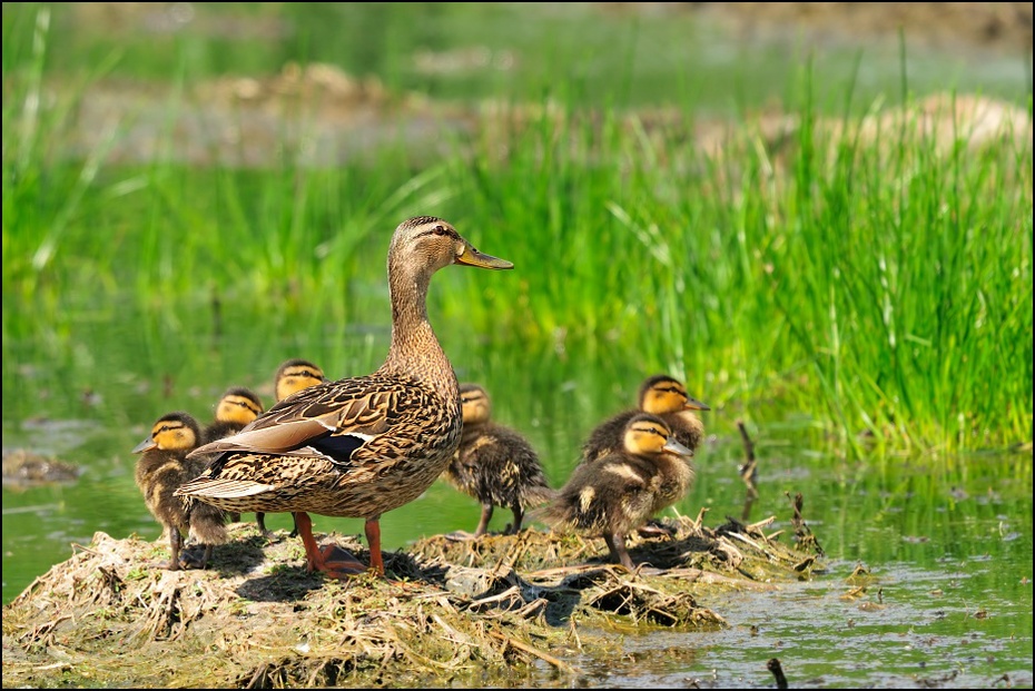  Krzyżówka młodymi Ptaki kaczka kaczuszki krzyżówka młode Nikon D300 Sigma APO 500mm f/4.5 DG/HSM Zwierzęta ptak ekosystem fauna wodny ptak kaczki gęsi i łabędzie rezerwat przyrody dziób dzikiej przyrody