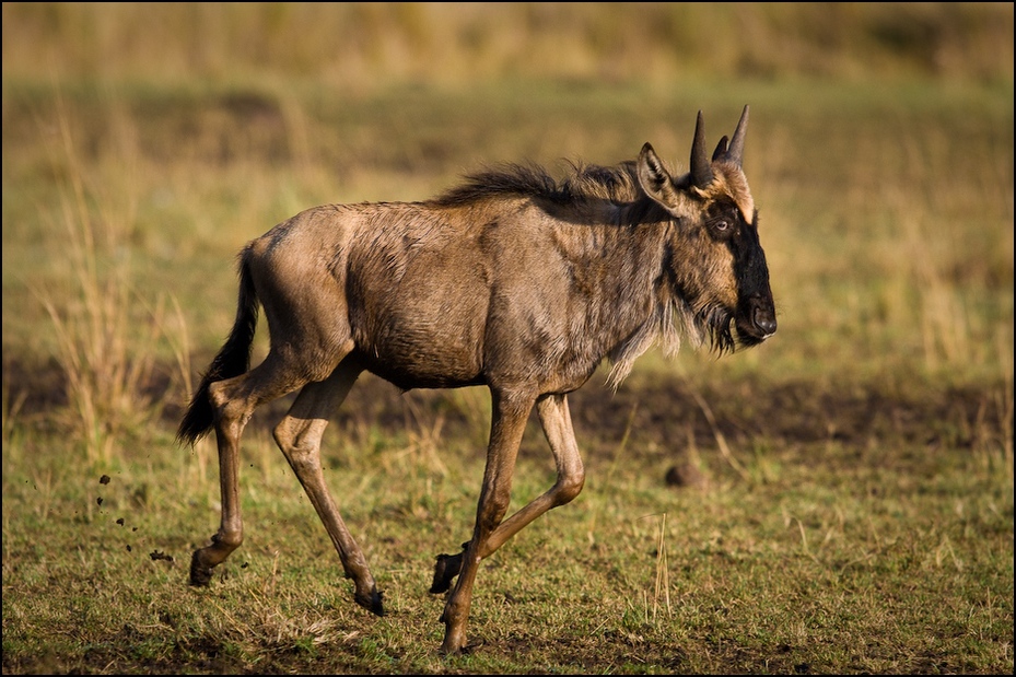  Młoda Antylopa Gnu Migracja Nikon D300 Sigma APO 500mm f/4.5 DG/HSM Kenia 0 dzikiej przyrody fauna łąka zwierzę lądowe antylopa pustynia gnu sawanna preria hartebeest