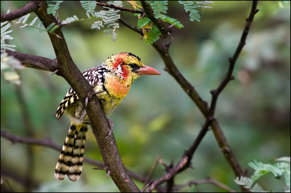  Brodal czerwonouchy Ptaki Nikon D300 Sigma APO 500mm f/4.5 DG/HSM Kenia 0 ptak dziób fauna dzikiej przyrody flora wilga na starym świecie gałąź drzewo piciformes Gałązka