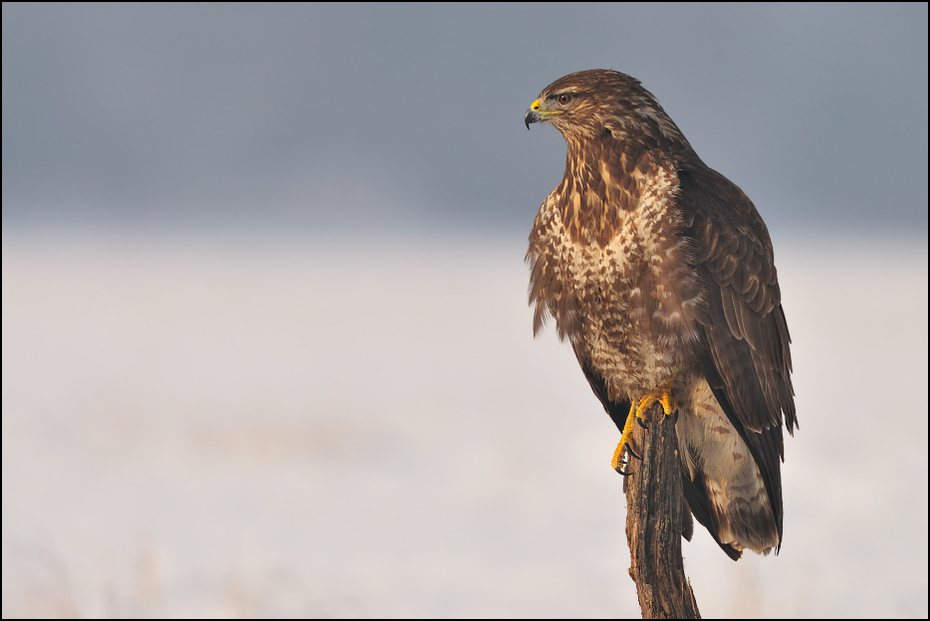  Myszołów #14 Ptaki Nikon D300 Sigma APO 500mm f/4.5 DG/HSM Zwierzęta orzeł ptak accipitriformes ptak drapieżny dziób jastrząb fauna myszołów dzikiej przyrody sokół