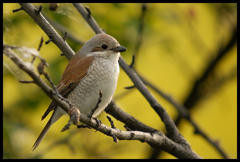  Dzierzba Gąsiorek samiczka Ptaki ptaki Nikon D200 Sigma APO 50-500mm f/4-6.3 HSM Zwierzęta ptak dziób fauna dzikiej przyrody gałąź strzyżyk flycatcher starego świata zięba wróbel Gałązka