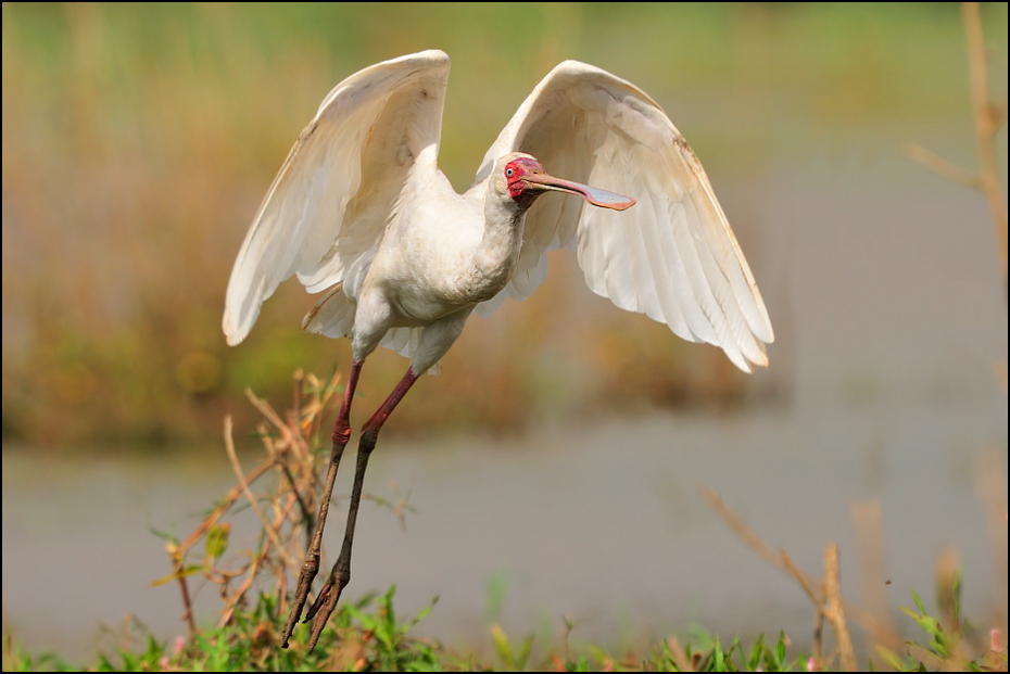  Warzęcha czerwonolica Ptaki Nikon D300 Sigma APO 500mm f/4.5 DG/HSM Etiopia 0 ptak ibis dziób ekosystem fauna żuraw jak ptak bocian dzikiej przyrody warzęcha biała Ciconiiformes