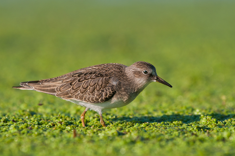  Biegus mały Ptaki Nikon D300 Sigma APO 500mm f/4.5 DG/HSM Zwierzęta ptak brodziec Calidrid ekosystem fauna dziób shorebird dzikiej przyrody redshank czerwony piaskownica