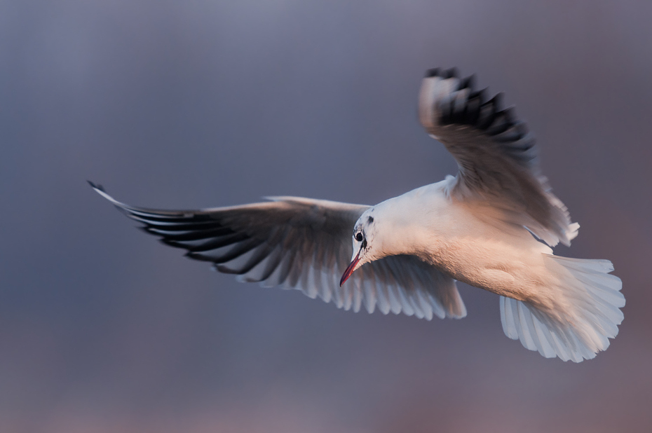  Mewa śmieszka Ptaki Nikon D300 Sigma APO 500mm f/4.5 DG/HSM Zwierzęta ptak fauna dziób ptak morski pióro niebo frajer ścieśniać dzikiej przyrody skrzydło