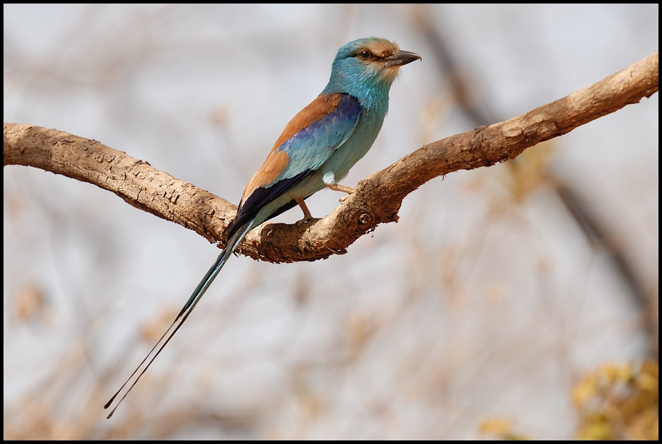  Kraska abisyńska Ptaki Nikon D200 Sigma APO 50-500mm f/4-6.3 HSM Senegal 0 ptak fauna dziób wałek pióro gałąź dzikiej przyrody coraciiformes Gałązka skrzydło