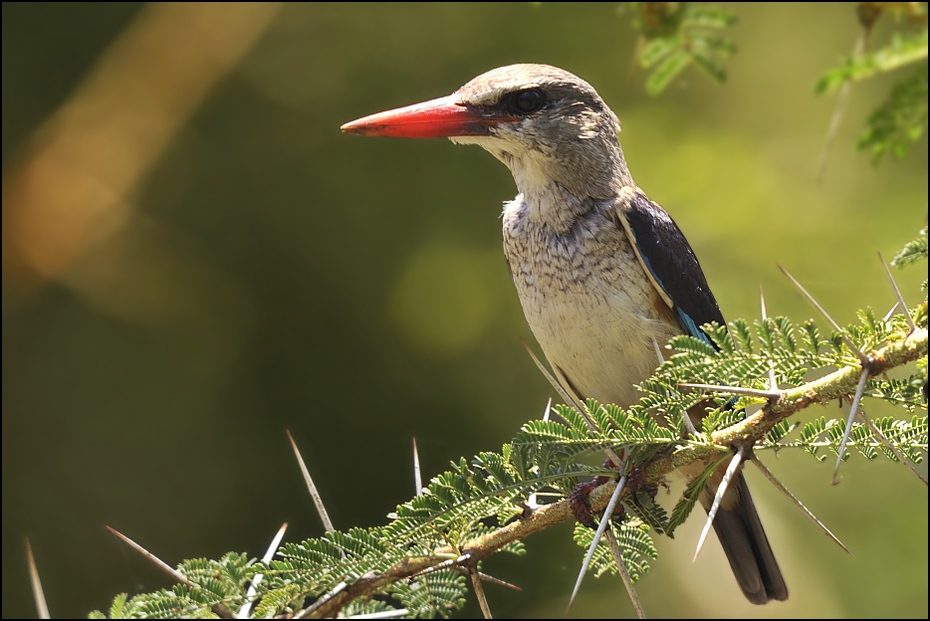  Łowiec jasny Ptaki Nikon D300 Sigma APO 500mm f/4.5 DG/HSM Tanzania 0 ptak dziób fauna flora dzikiej przyrody flycatcher starego świata organizm piciformes dzięcioł coraciiformes