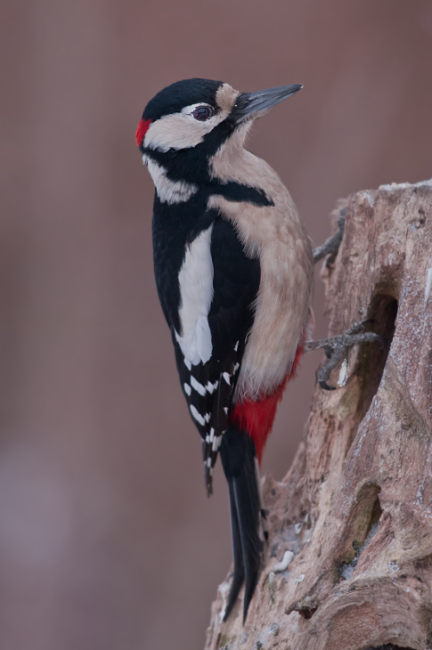  Dzięcioł duży Ptaki Nikon D300 Sigma APO 500mm f/4.5 DG/HSM Zwierzęta ptak dzięcioł fauna dziób piciformes dzikiej przyrody