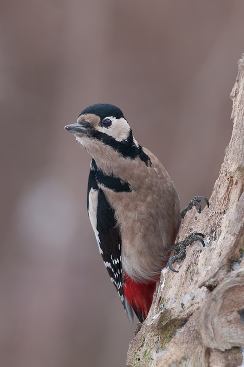  Dzięcioł duży Ptaki Nikon D300 Sigma APO 500mm f/4.5 DG/HSM Zwierzęta ptak dziób fauna dzięcioł piciformes dzikiej przyrody pióro