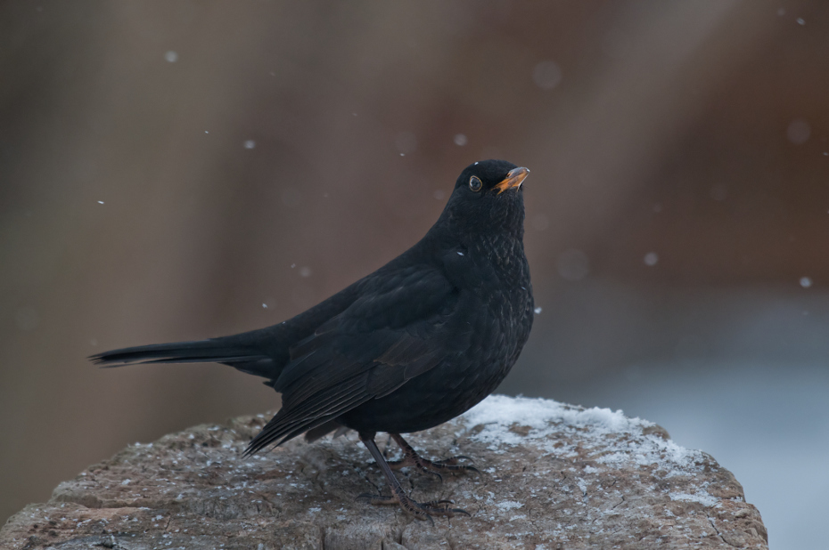  Kos Ptaki Nikon D300 Sigma APO 500mm f/4.5 DG/HSM Zwierzęta ptak kos fauna dziób pióro skrzydło organizm wrona Emberizidae ptak przysiadujący