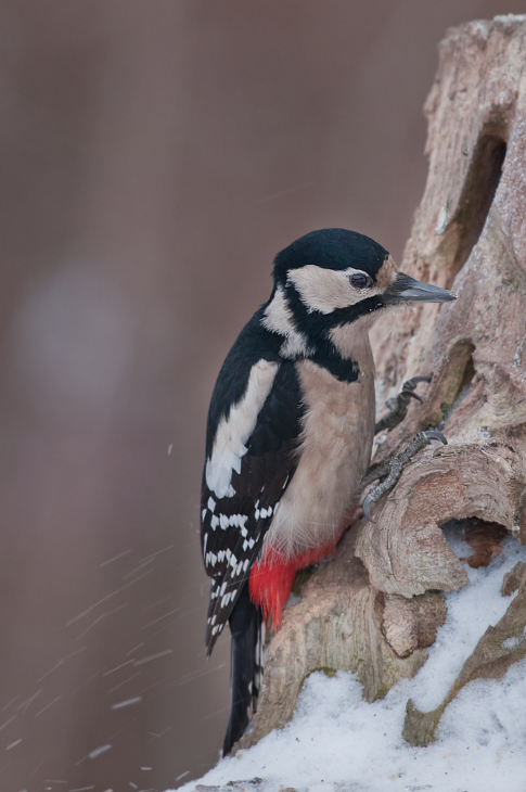  Dzięcioł duży Ptaki Nikon D300 Sigma APO 500mm f/4.5 DG/HSM Zwierzęta ptak dzięcioł dziób fauna piciformes Ptak nielot dzikiej przyrody pióro