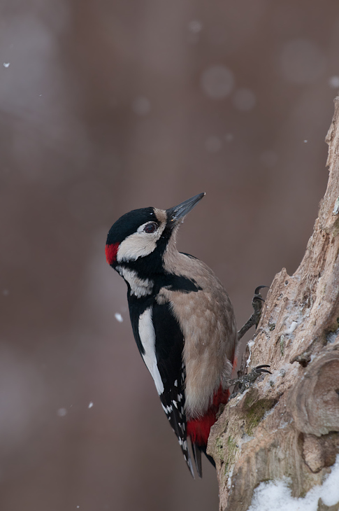  Dzięcioł duży Ptaki Nikon D300 Sigma APO 500mm f/4.5 DG/HSM Zwierzęta ptak dzięcioł fauna dziób piciformes dzikiej przyrody pióro