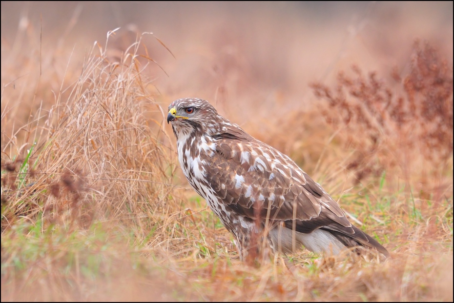  Myszołów Ptaki myszołów, drapieżnik Nikon D300 Sigma APO 500mm f/4.5 DG/HSM Zwierzęta ptak ekosystem jastrząb fauna myszołów ptak drapieżny dzikiej przyrody dziób ecoregion orzeł