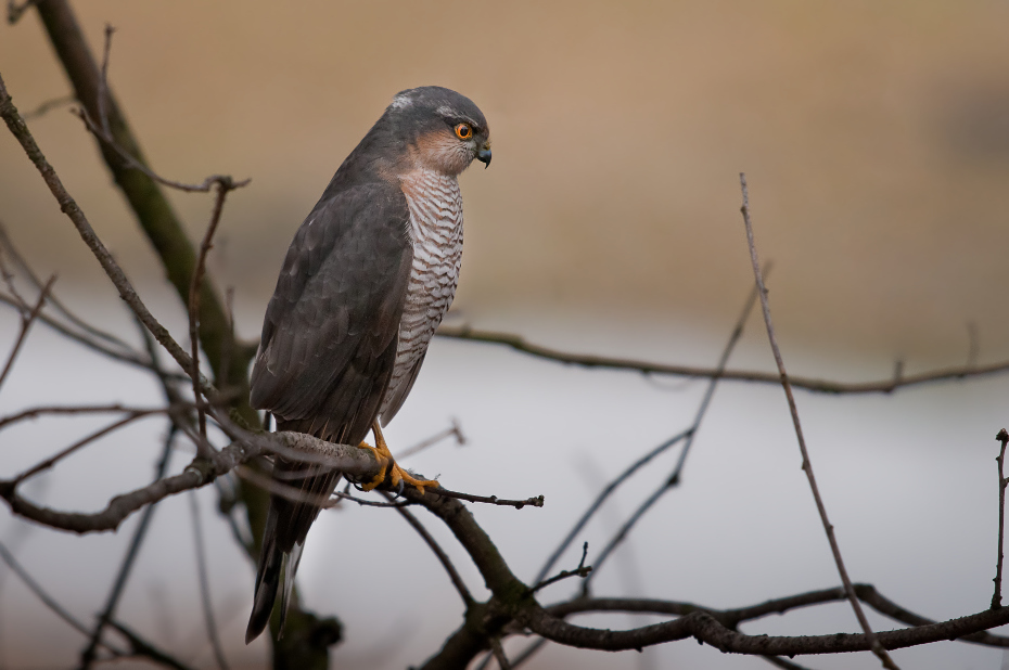  Krogulec Ptaki Nikon D300 Sigma APO 500mm f/4.5 DG/HSM Zwierzęta ptak fauna dziób sokół dzikiej przyrody pióro jastrząb ptak drapieżny gałąź skrzydło