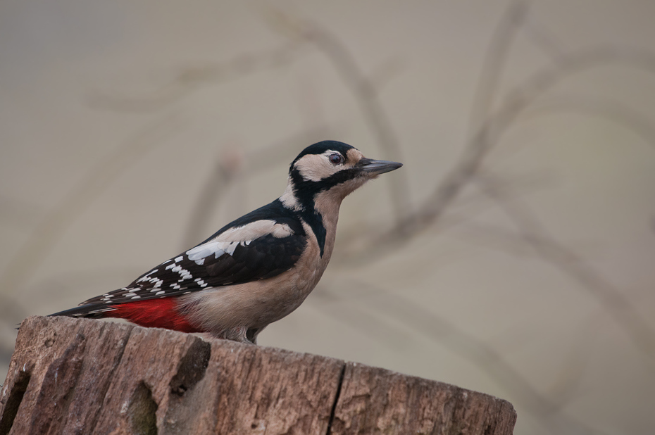  Dzięcioł duzy Ptaki Nikon D300 Sigma APO 500mm f/4.5 DG/HSM Zwierzęta ptak fauna dziób dzikiej przyrody pióro piciformes dzięcioł