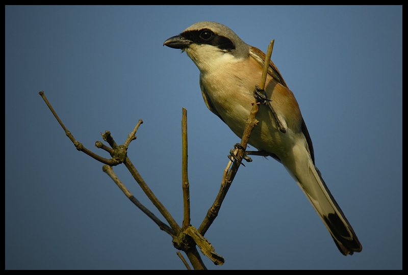  Dzierzba Gąsiorek Ptaki dzierzba gąsiorek ptaki Nikon D70 Sigma APO 100-300mm f/4 HSM Zwierzęta ptak dziób fauna dzikiej przyrody niebo pióro skrzydło coraciiformes gałąź zięba