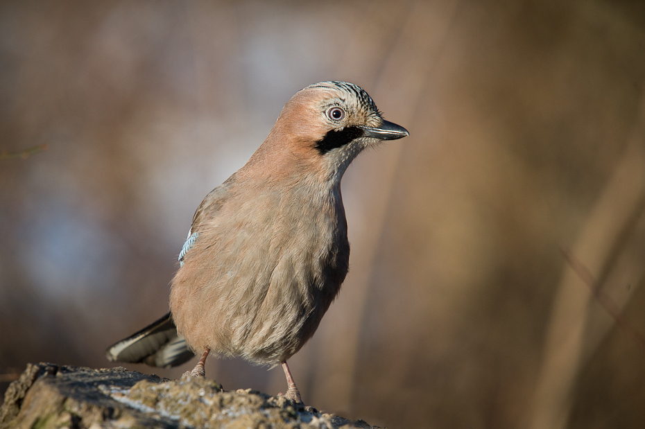  Sójka Ptaki Nikon D700 Sigma APO 50-500mm f/4-6.3 HSM Zwierzęta ptak fauna dziób dzikiej przyrody pióro ścieśniać sójka organizm ptak przysiadujący zięba