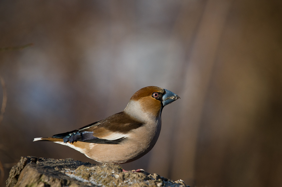  Grubodziób Ptaki Nikon D700 Sigma APO 50-500mm f/4-6.3 HSM Zwierzęta ptak fauna dziób zięba dzikiej przyrody brambling organizm ptak przysiadujący pióro skrzydło