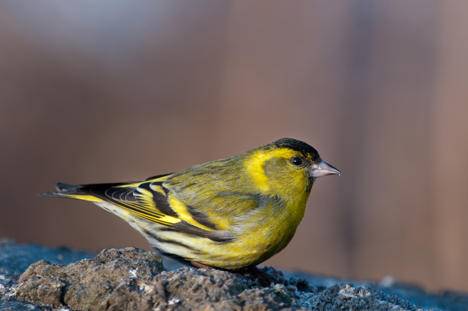  Czyż Ptaki Nikon D300 Sigma APO 500mm f/4.5 DG/HSM Zwierzęta ptak zięba dziób fauna dzikiej przyrody organizm pióro brambling ptak przysiadujący szczygieł