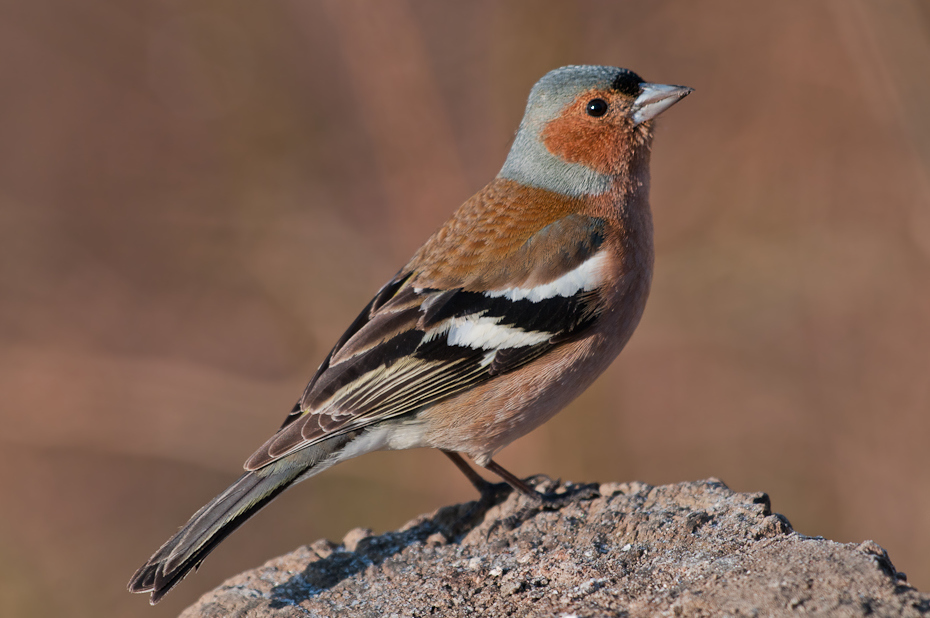  Zięba Ptaki Nikon D300 Sigma APO 500mm f/4.5 DG/HSM Zwierzęta ptak zięba fauna dziób brambling ptak przysiadujący flycatcher starego świata wróbel dzikiej przyrody Emberizidae