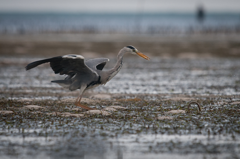  Czapla węgorz Ptaki Nikon D300 AF-S Nikkor 70-200mm f/2.8G Zanzibar 0 ptak fauna dziób dzikiej przyrody woda czapla Wielka czapla ptak morski shorebird egret