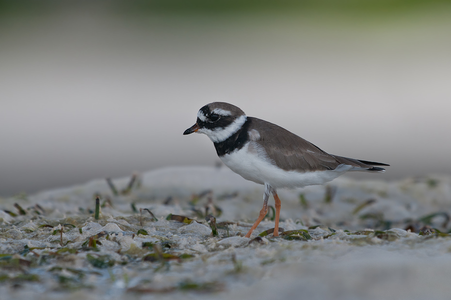  Sieweczka obrożna Ptaki Nikon D300 AF-S Nikkor 70-200mm f/2.8G Zanzibar 0 ptak fauna dziób dzikiej przyrody skowronek Emberizidae shorebird organizm skrzydło cinclidae