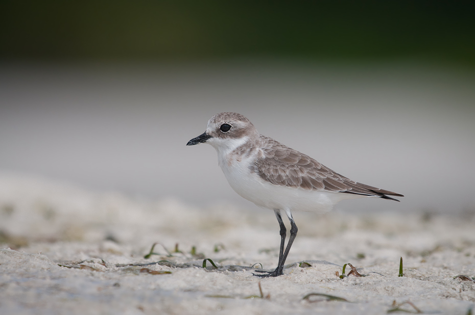  Sieweczka mongolska Ptaki Nikon D300 AF-S Nikkor 70-200mm f/2.8G Zanzibar 0 ptak fauna dziób dzikiej przyrody shorebird pióro skowronek charadriiformes ecoregion skrzydło